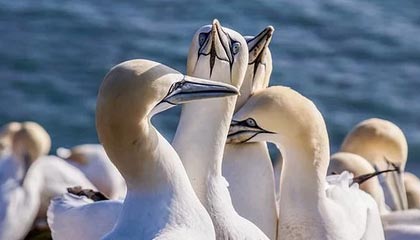 开云注册-【规则演变】台球新规对运动员战术布局的影响分析，台球规则知乎