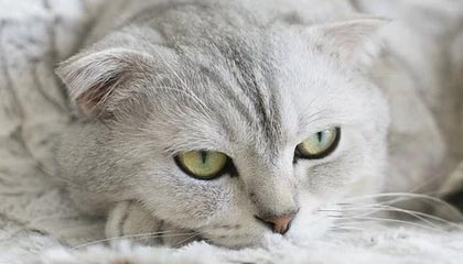 开云彩票-《守望先锋推土机冠军赛，策略比拼精彩纷呈》，守望先锋机车