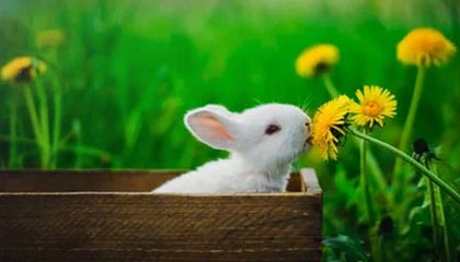 开云体育俱乐部官网-NBA首次发布官方表情包系列，球员Q版形象受热捧，nba表情包 经典